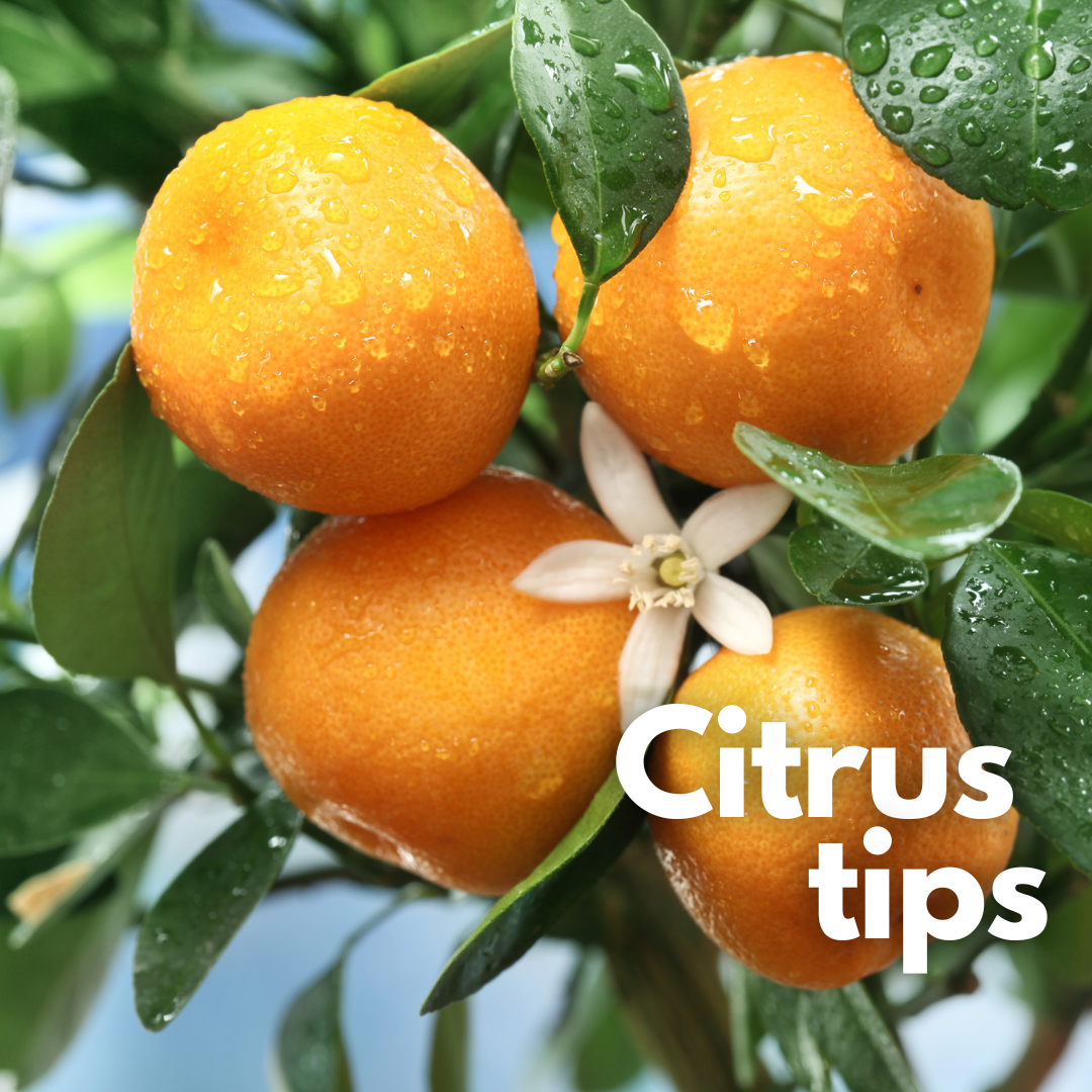 image: close up of oranges on a citrus tree with white blossom