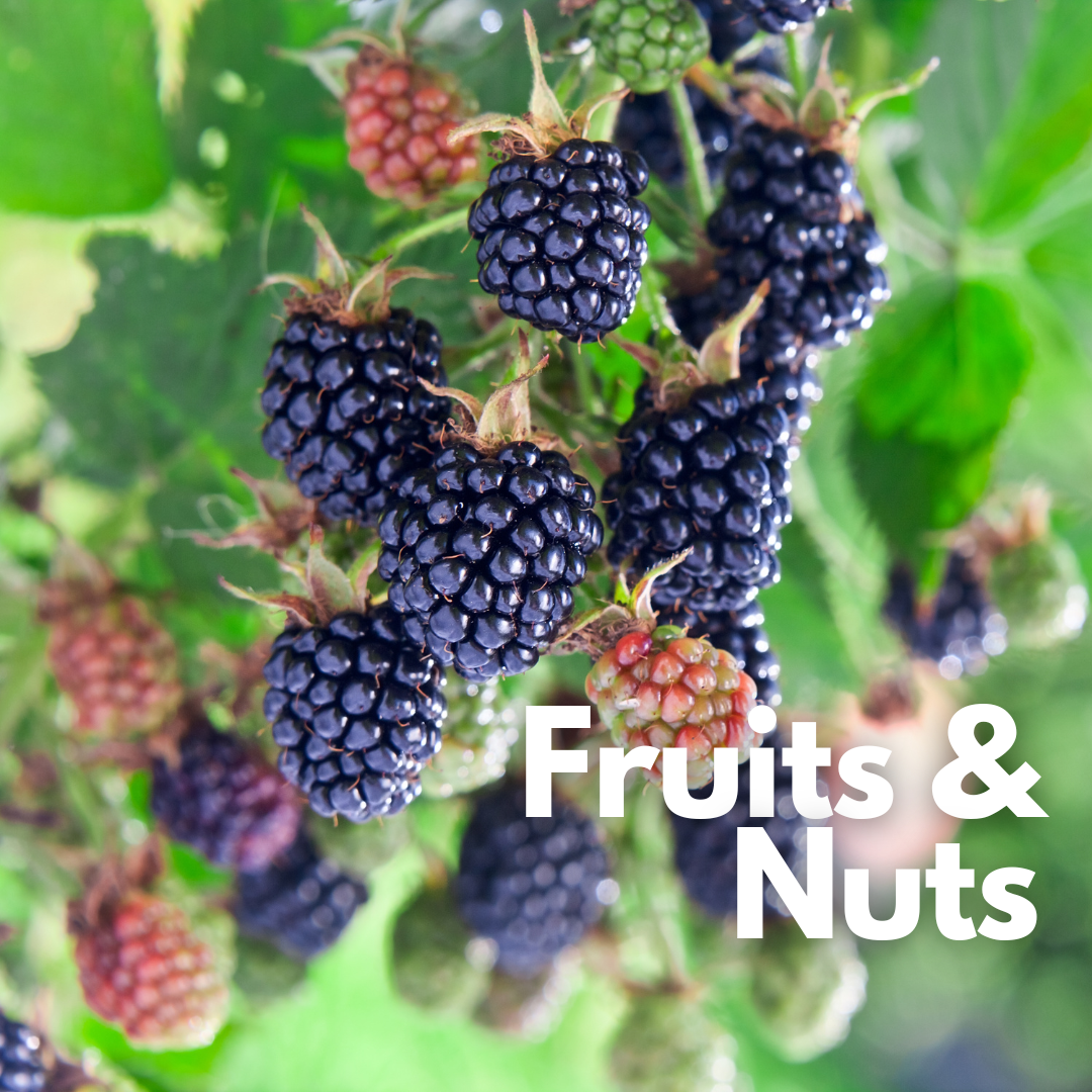 image: close up of blackberries on bush
