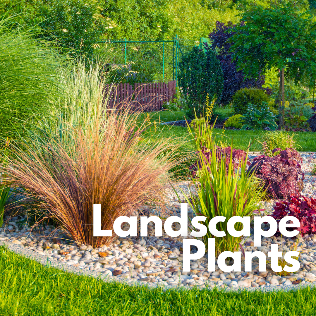 image: landscaping, landscape plants