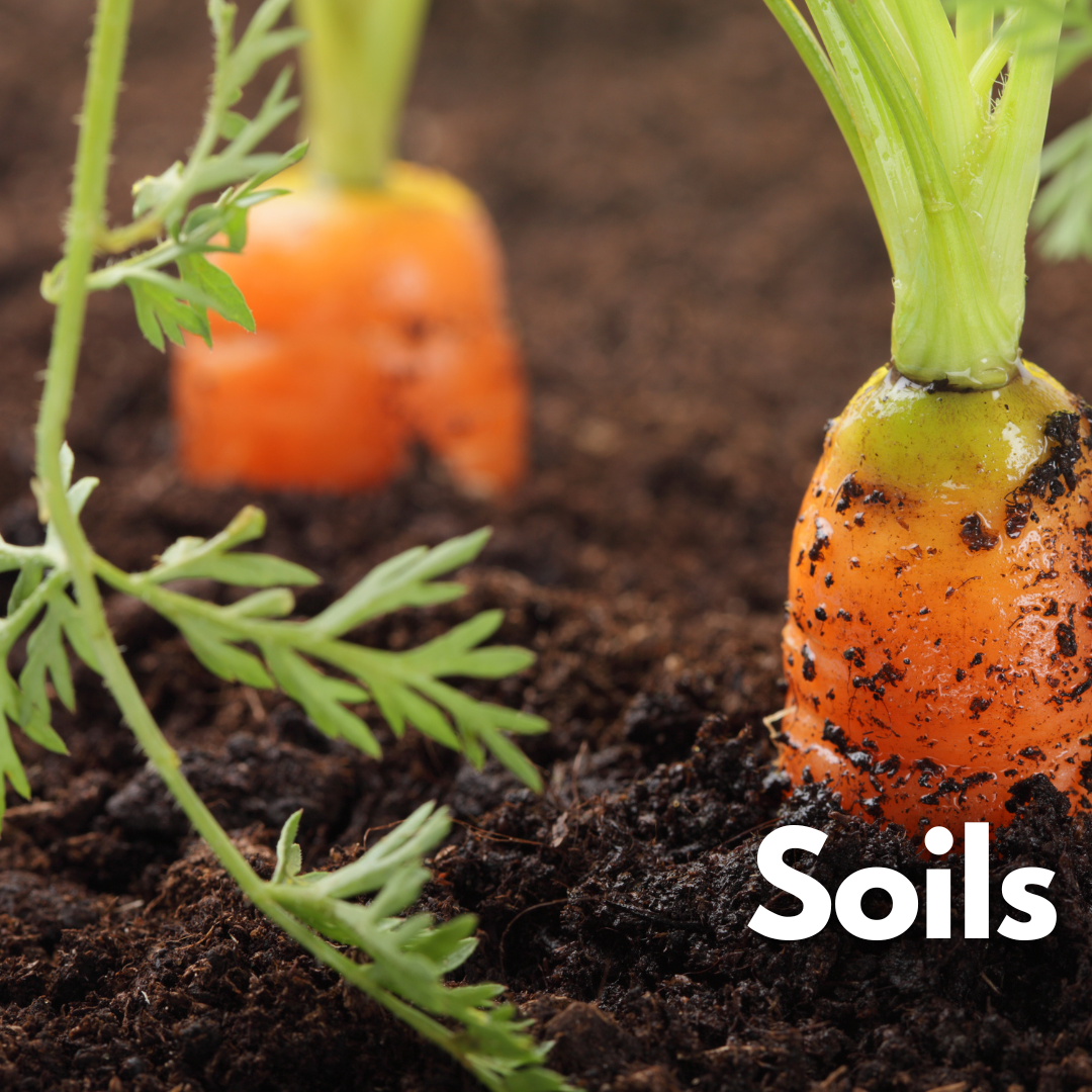 image: close up of carrots in soil