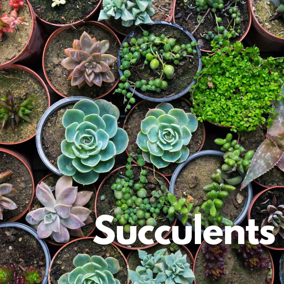 image: succulents in pots