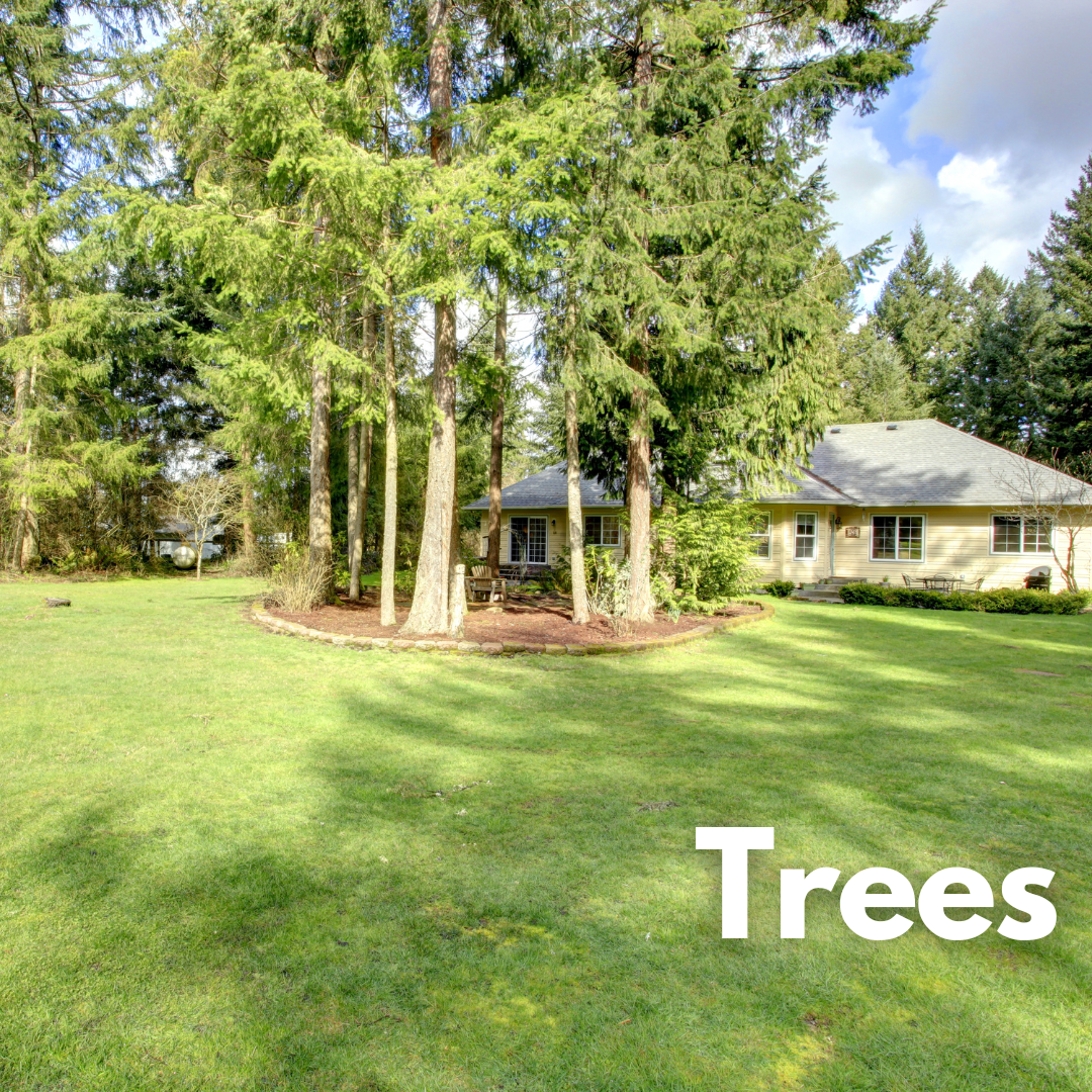 image: trees in front yard of house