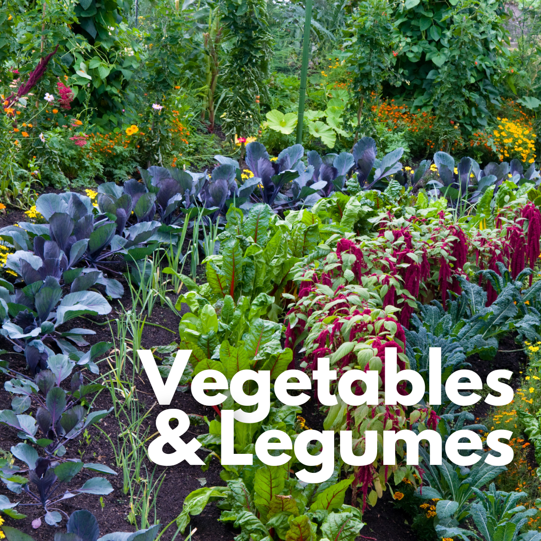 image: vegetable garden with rows of lettuce, green onions